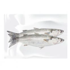 White Label Freshly Frozen Mullet Twin Pack