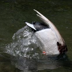 White Label Premier Series Mallard Drake Motion Feeder Decoy -White Label Sales Store 146658 1c