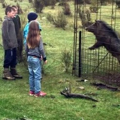 White Label Pig Trap Door Only 8 White Label Pig Trap Door Only -White Label Sales Store 353003 pig trap door only 353003 3 1404656