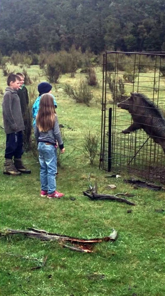 White Label Pig Trap Door Only 3 White Label Pig Trap Door Only - Image 3