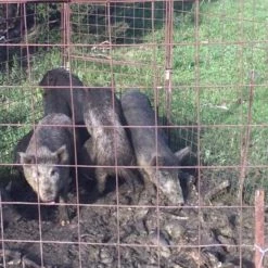 White Label Pig Trap Door Only 9 White Label Pig Trap Door Only -White Label Sales Store 353003 pig trap door only 353003 4 1404655