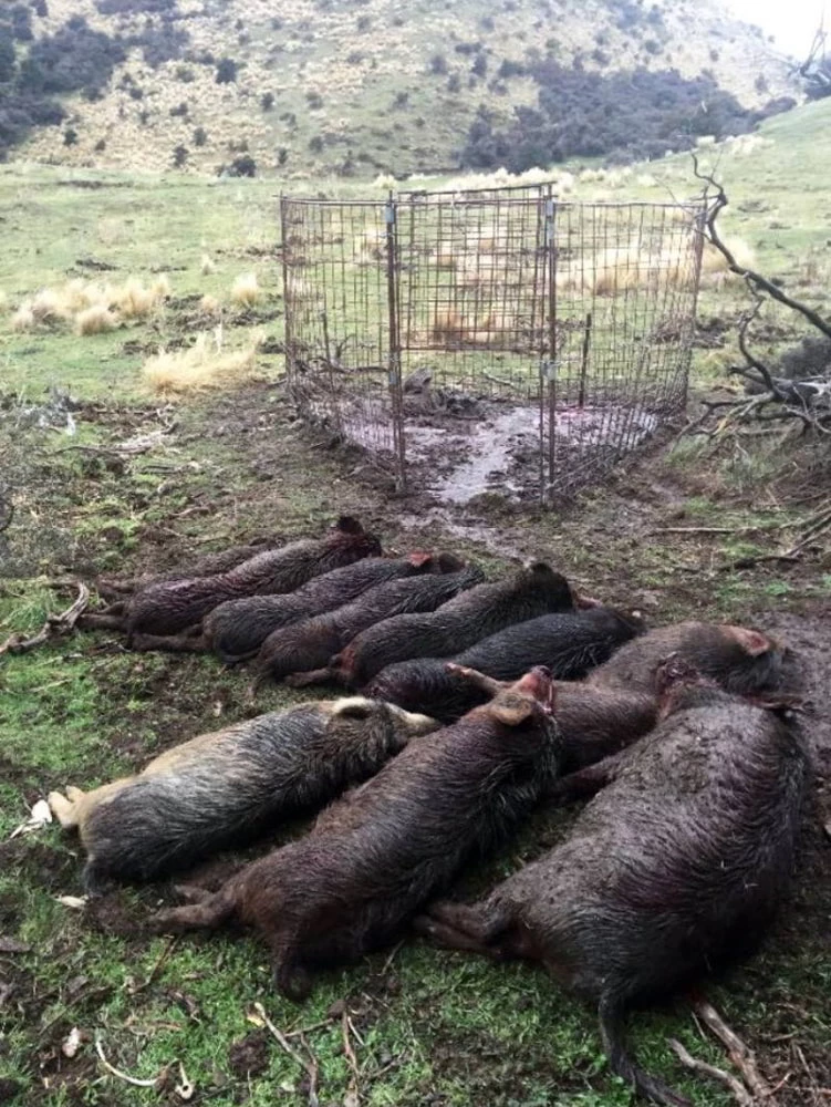 White Label Pig Trap Door Only 5 White Label Pig Trap Door Only - Image 5